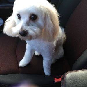 Meet your Posher, Amber